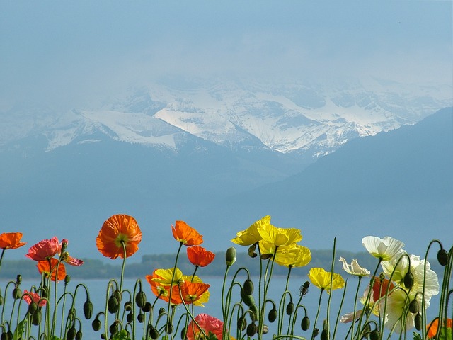 زهور التيوليب على ضفاف بحيرة ليمان فى جنيف