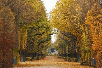 طريق الاشجار فى حديقة بفيينا